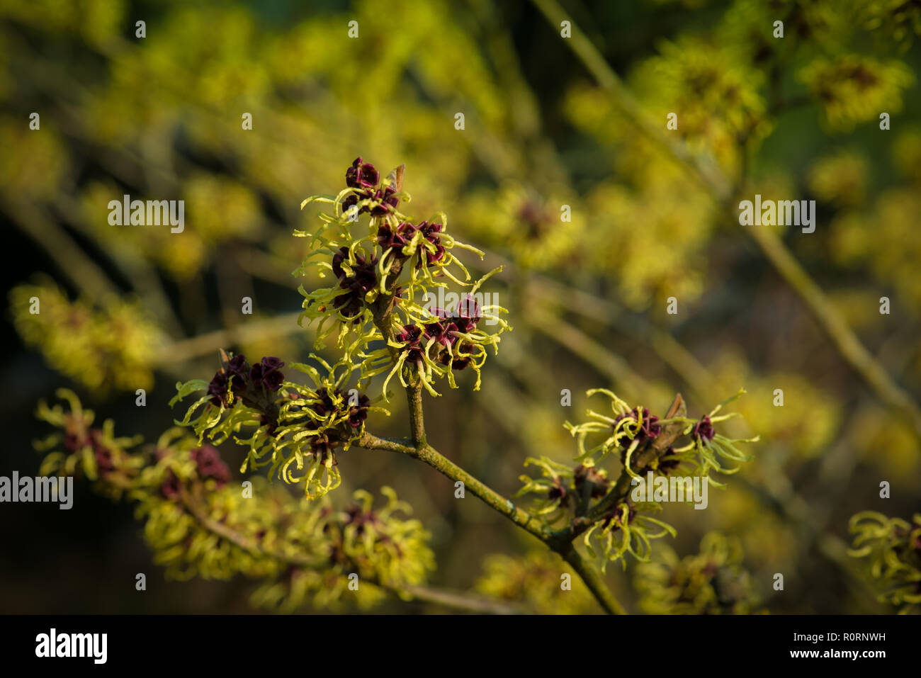 Hamamelis x intermedia Primavera Foto Stock
