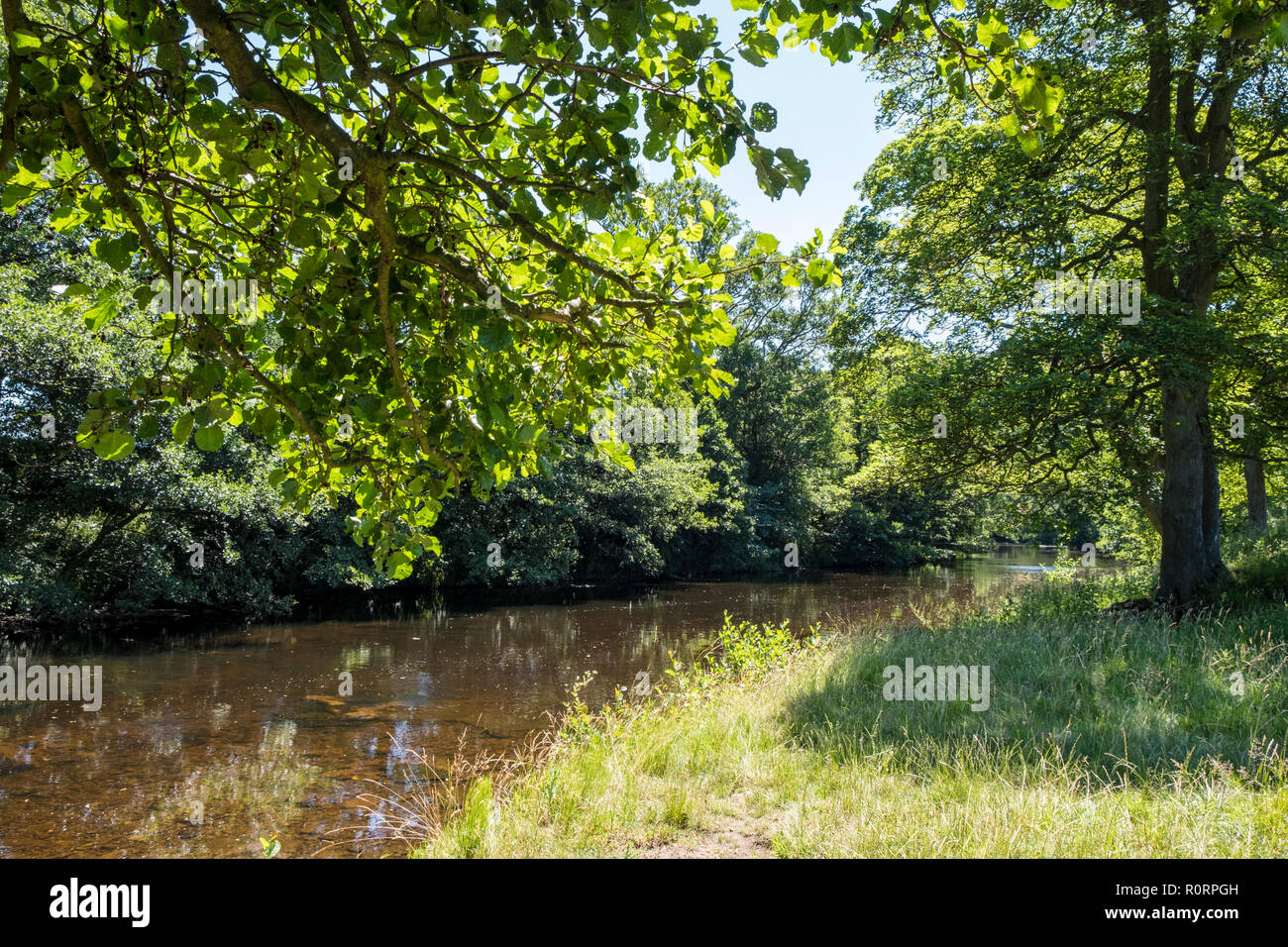 Paesaggio inglese Scena di fiume. Il fiume Derwent che scorre tra gli alberi in estate, in prossimità Offerton, Derbyshire, Peak District, England, Regno Unito Foto Stock