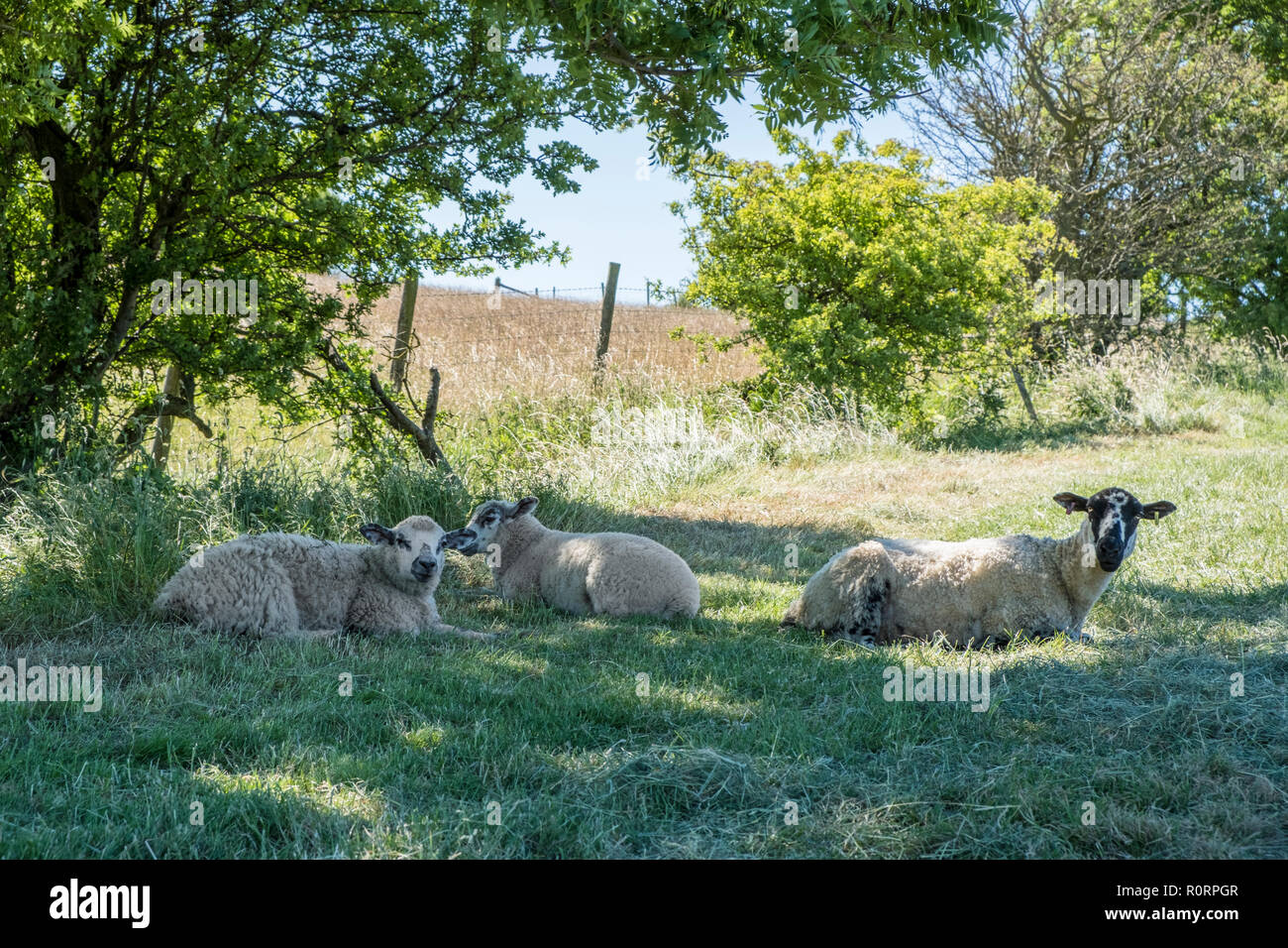 Pecora con agnello giacente in un campo all'ombra di un albero vicino a perdere Hill, Derbyshire, England, Regno Unito Foto Stock