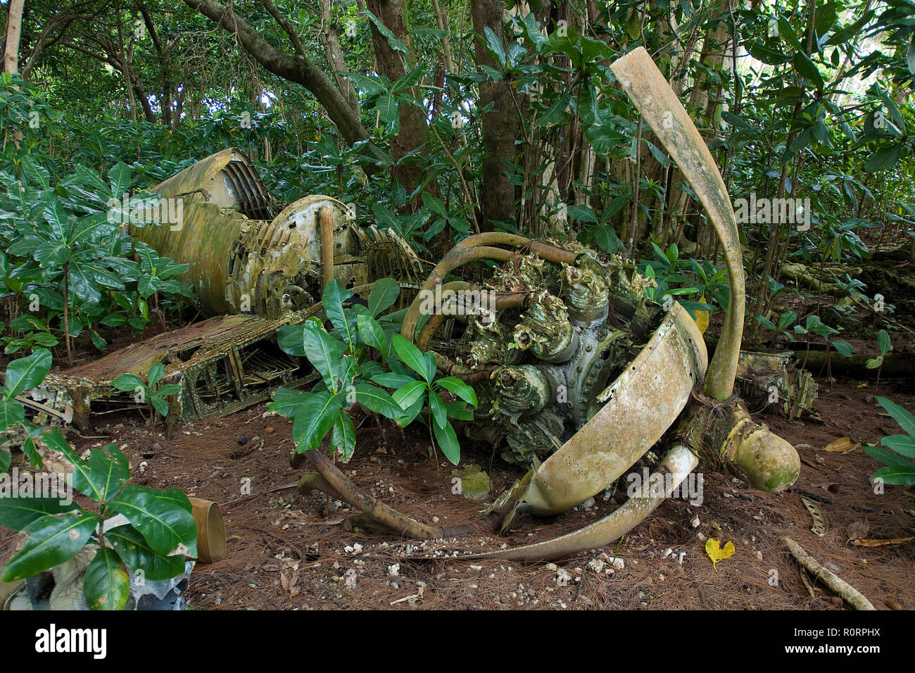 È andato in crash aereo da combattimento della seconda guerra giornate mondiali a jungle, Palau, Stati Federati di Micronesia Foto Stock