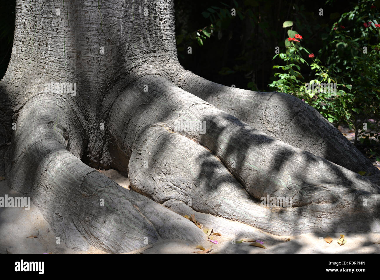 Albero nei giardini del Reale Palazzo di Alcazar, Siviglia, Spagna Foto Stock