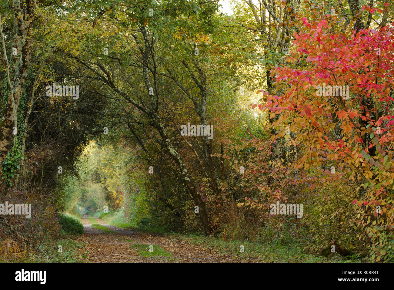 Percorso colorato in una foresta temperata in Francia durante la stagione autunnale Foto Stock
