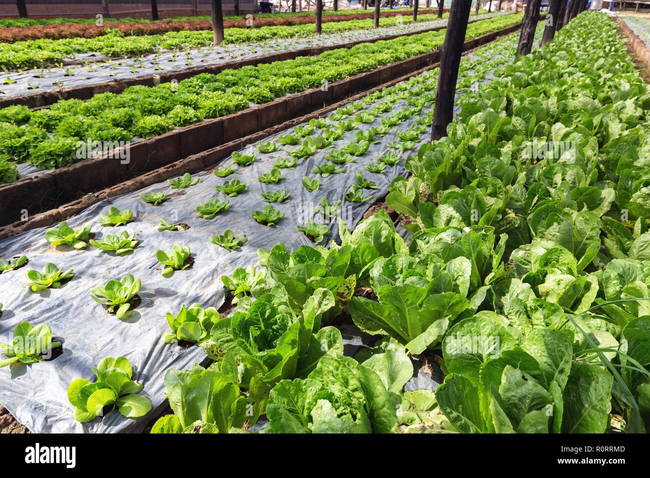 Insalata di organico in campo un tropicale giardino vegetale Foto Stock