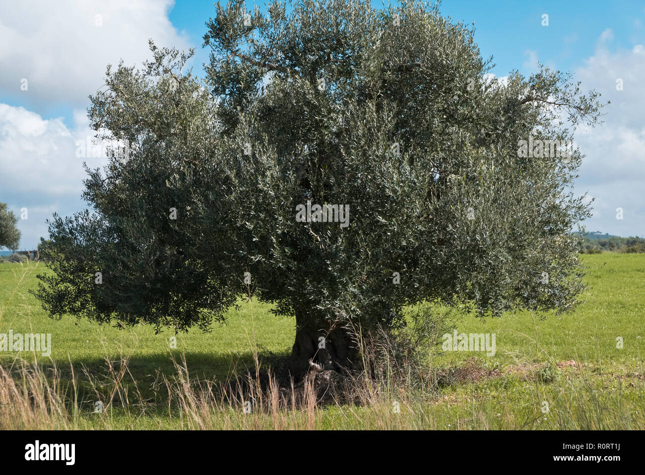 Alberi di olivo nella mattina di sole di autunno . Foto Stock