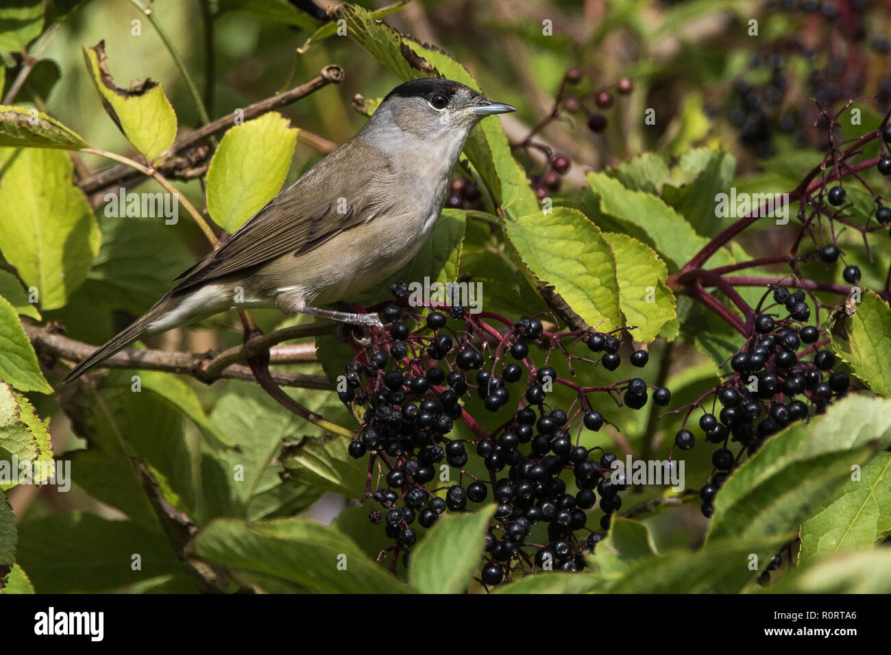 Capinera trillo, Sylvia atricapilla, si nutrono di bacche di sambuco, Sambucus nigra Foto Stock