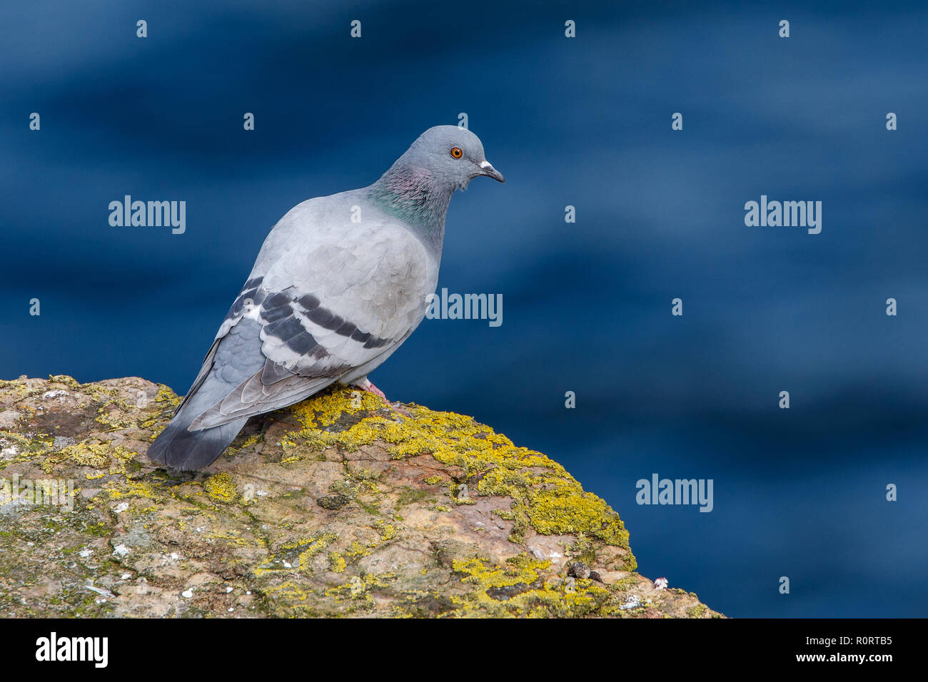 Rock Pigeon, Columba livia Foto Stock