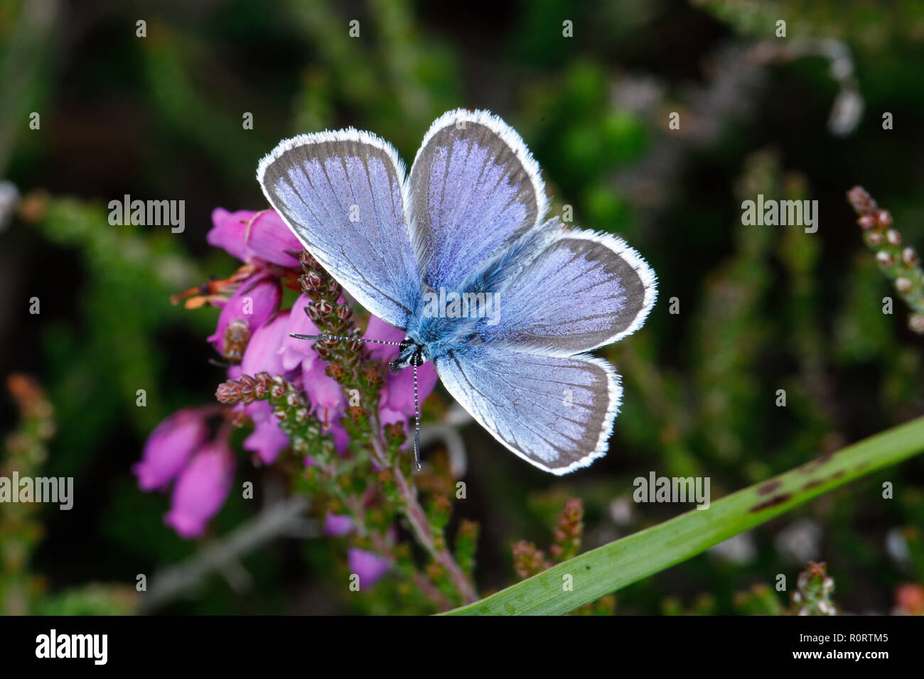 Argento-costellata blue butterfly, Plebejus argus Foto Stock