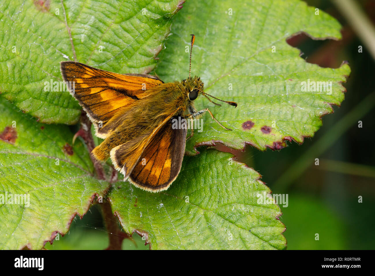 Grande Skipper butterfly, Ochlodes venata Foto Stock