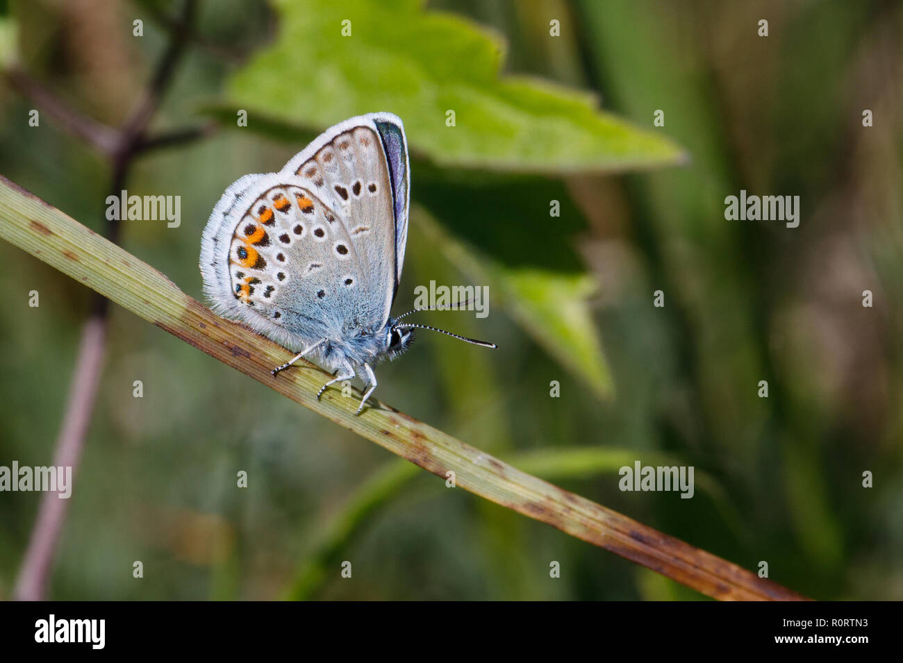 Argento-costellata blue butterfly, Plebejus argus Foto Stock