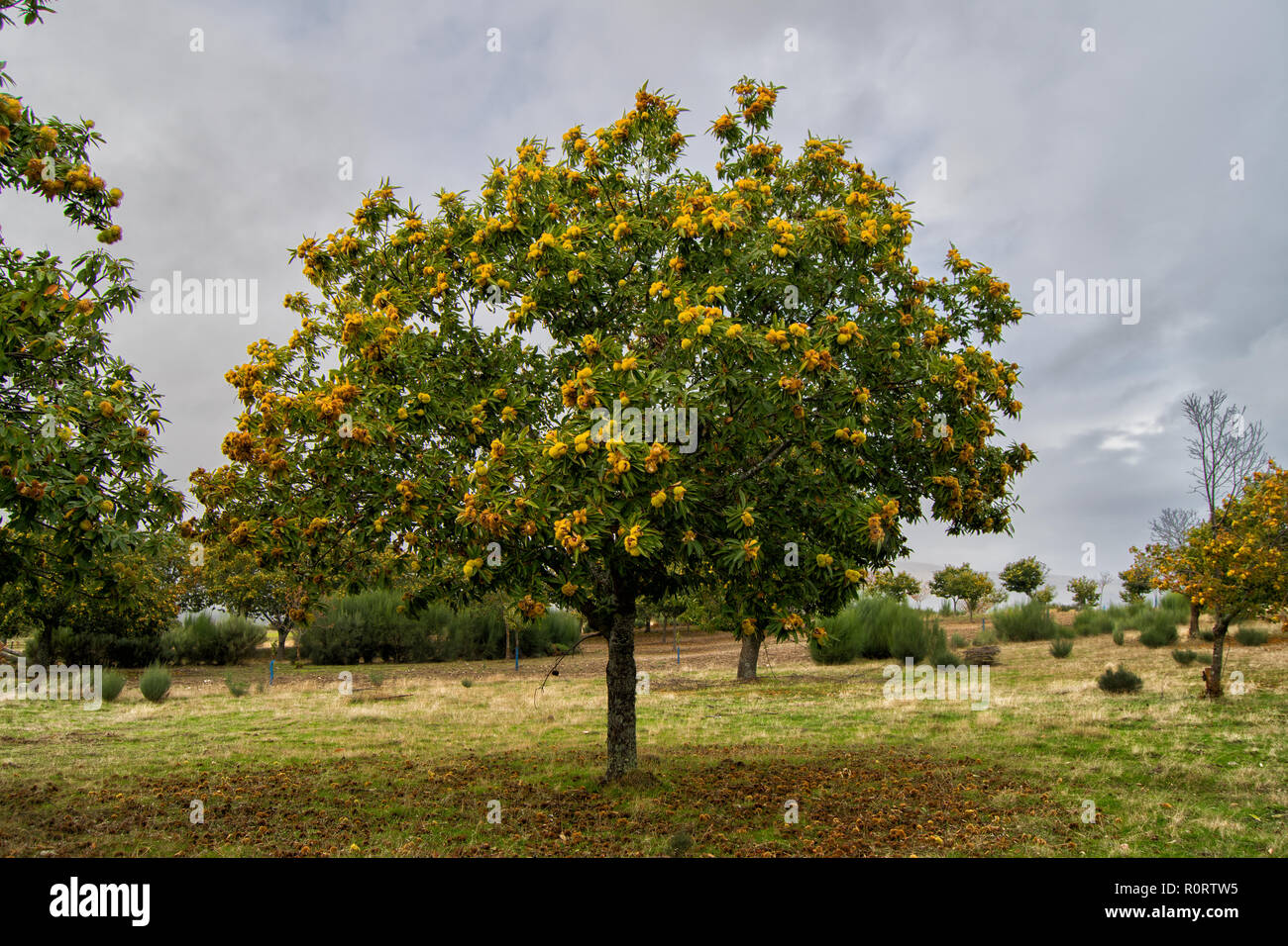 Alberi di castagno campi agricoltura Montalegre Portogallo Foto Stock