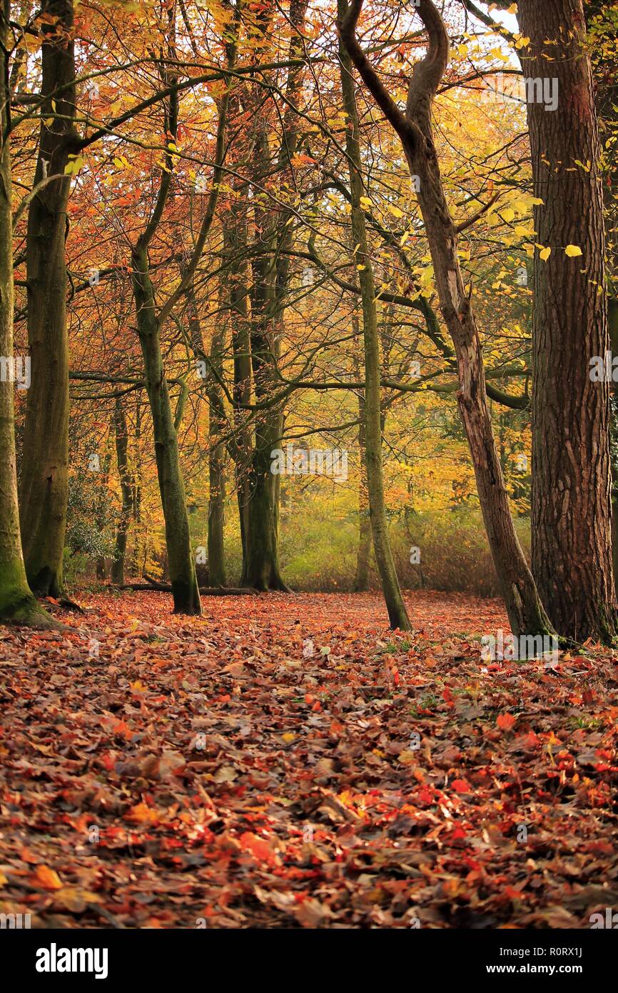 Regno Unito Ulverston. Regno Unito autunno rurale scena da Ulverston Cumbria Regno Unito. Foto Stock