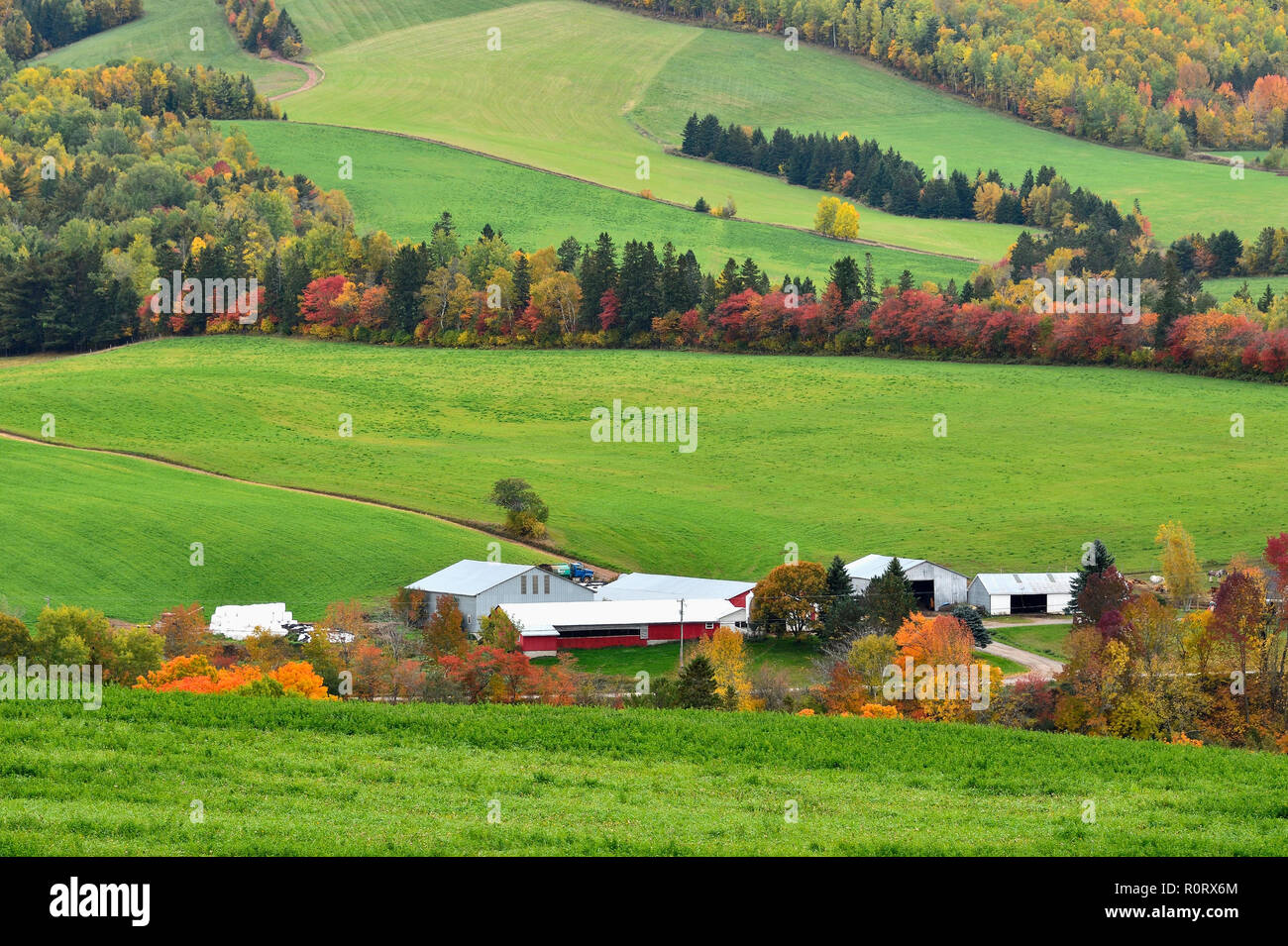 Un paesaggio autunnale di campi agricoli separati da file di alberi decidui con le loro foglie che girano i colori dell'autunno vicino a Sussex New Brunswick, Foto Stock
