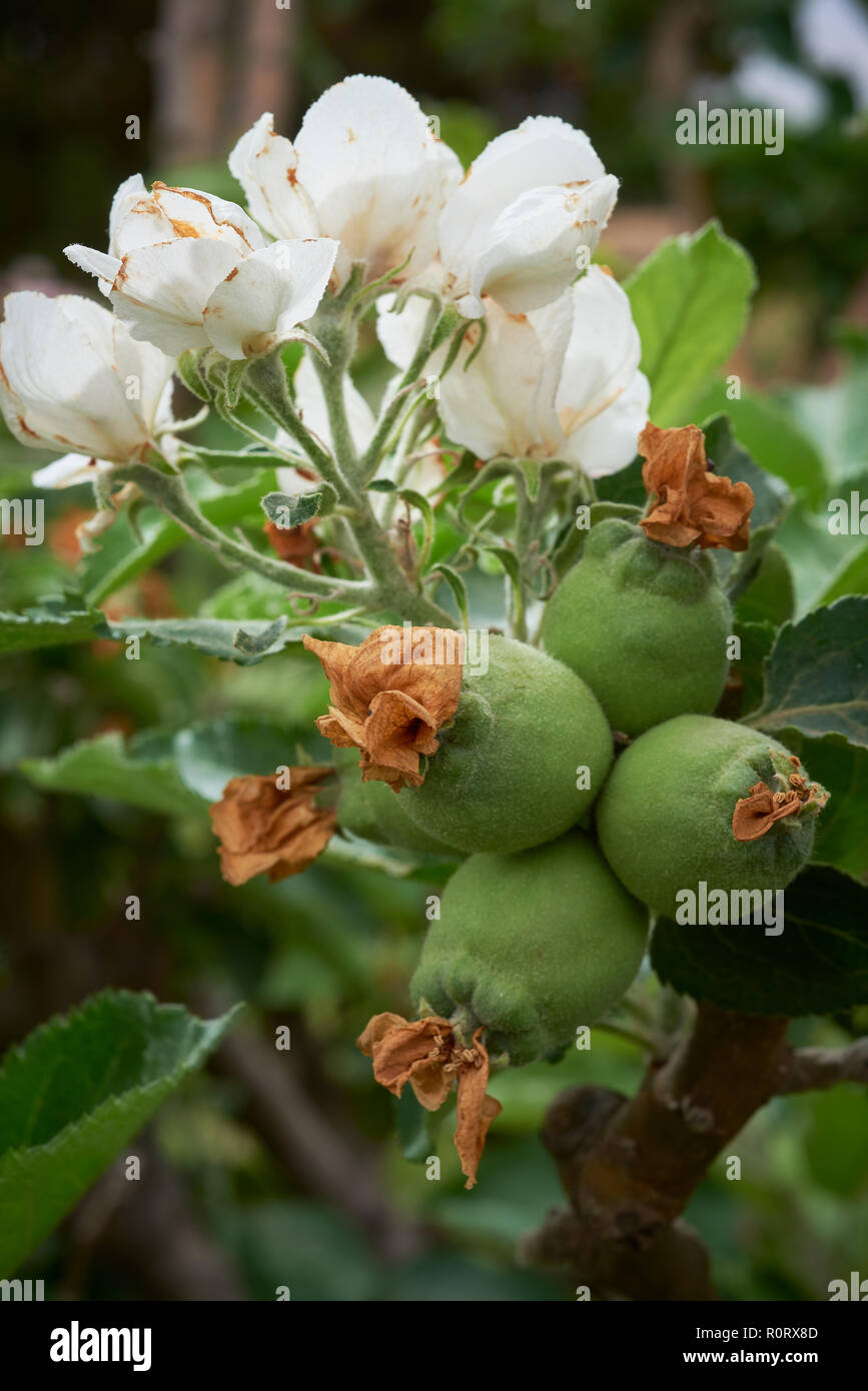 Fioritura, caduta di petalo e frutta set di Newton varietà di Apple. Foto Stock