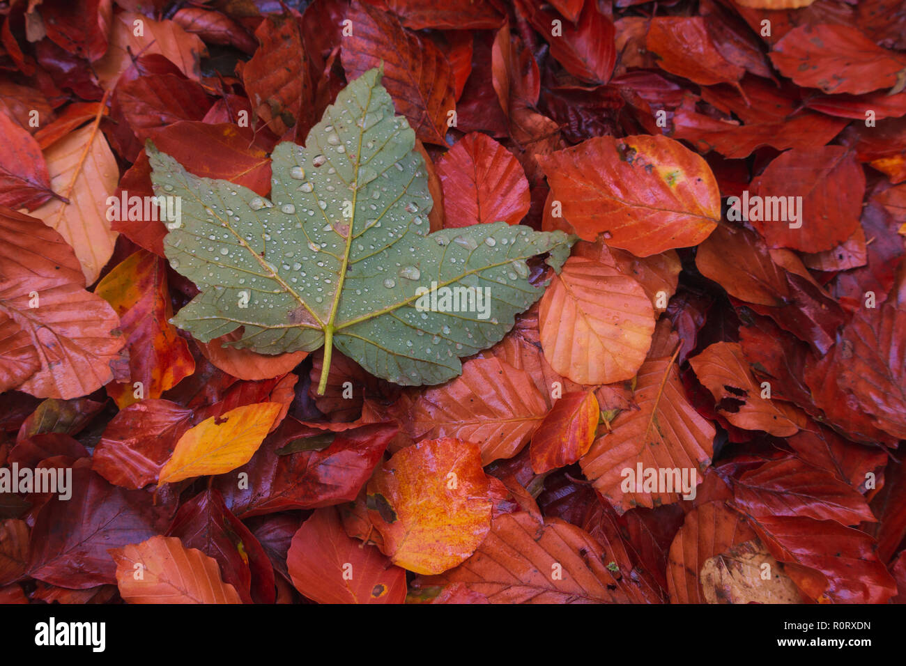 Le foglie di colore verde su grund tra un altro orangle leafs Foto Stock