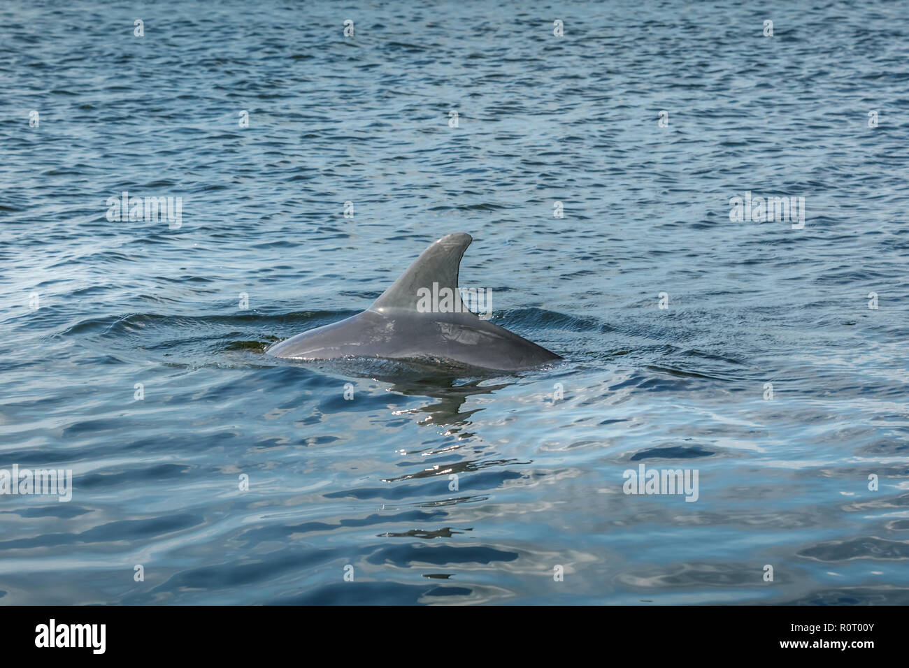 Pinna di un delfino Foto Stock