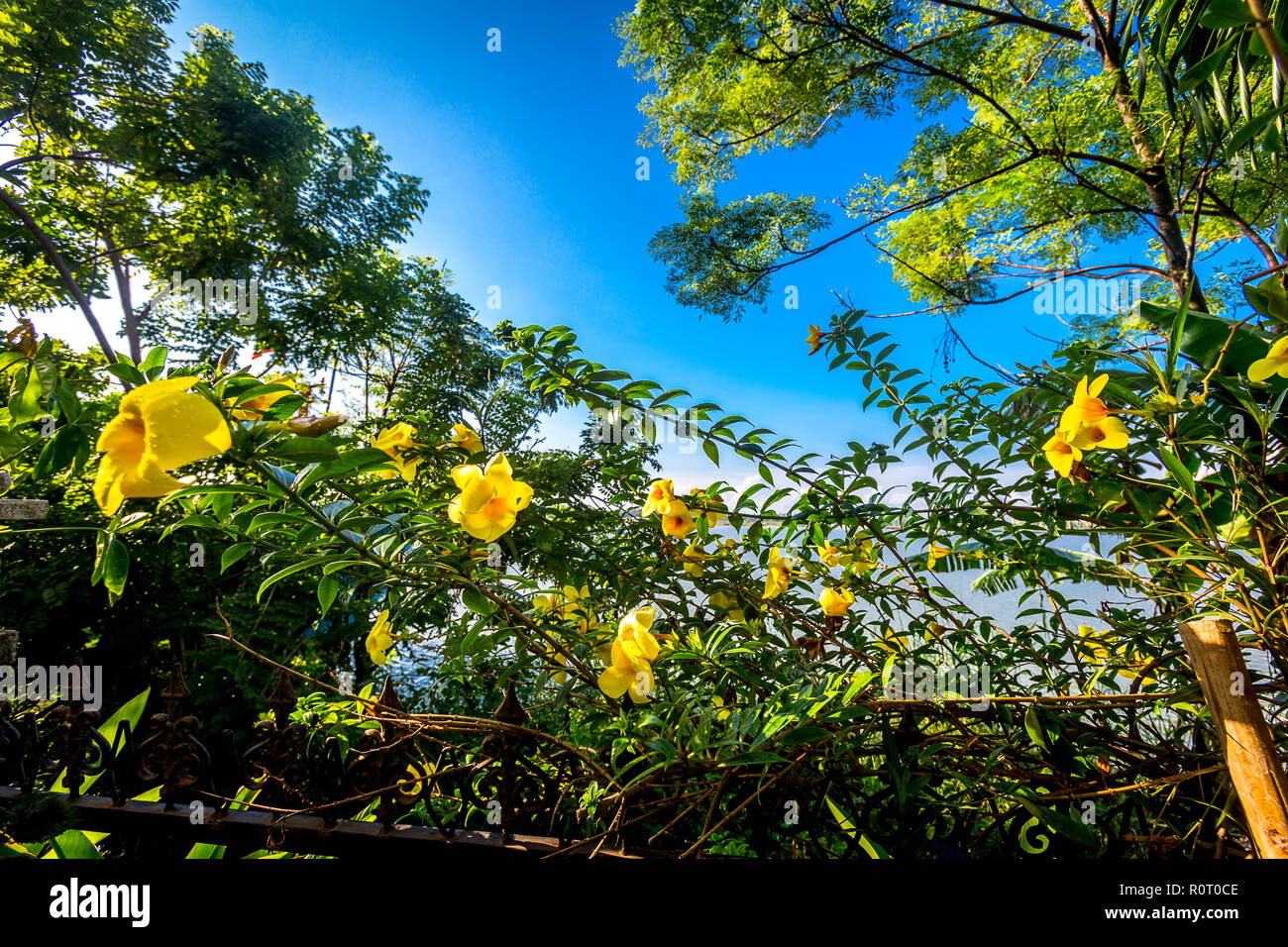 Fiori gialli contro il cielo blu Foto Stock