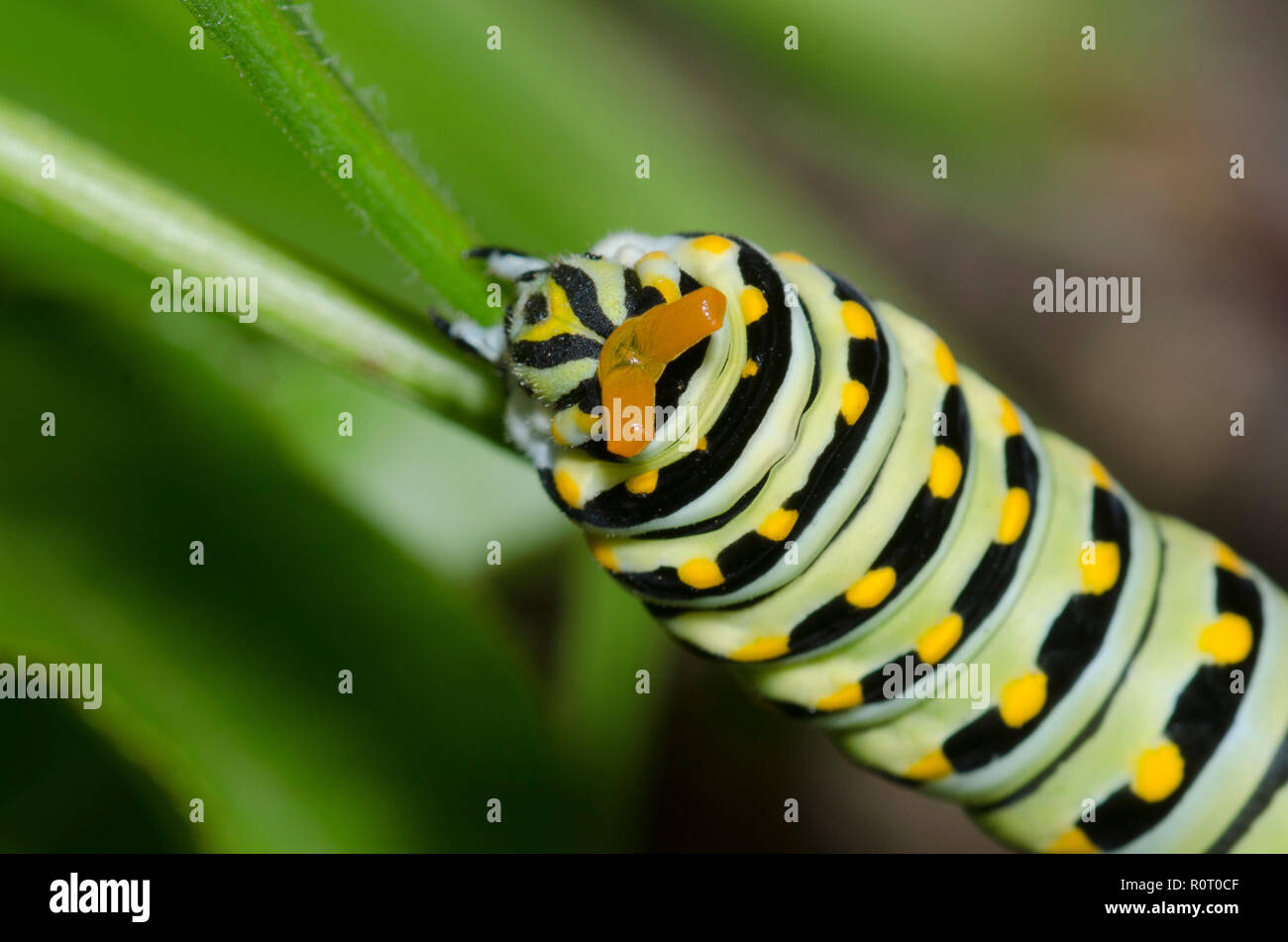 Nero a coda di rondine, Papilio polyxenes, caterpillar con osmeterium parzialmente rovesciato Foto Stock