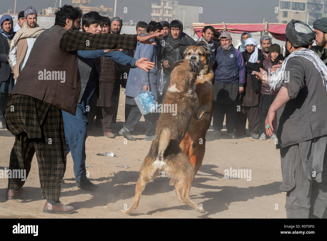 I cani in lotta con gli spettatori le scommesse su di loro - Cane torneo di lotta di venerdì a Mazar-i-Sharif, Balkh Provincia, Afghanistan. Foto Stock