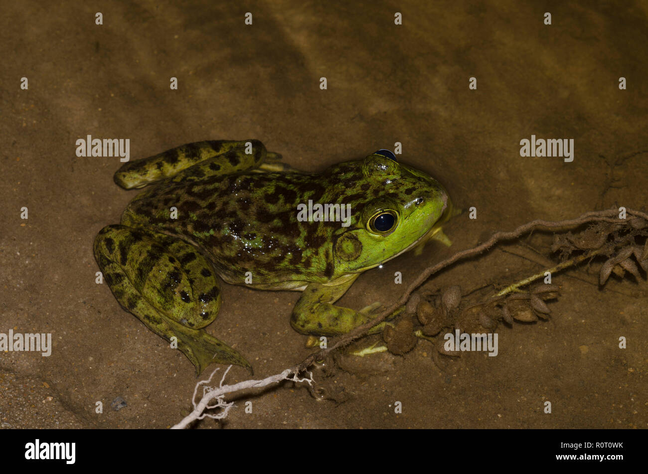 Bullfrog americano, Lithobates catesbeianus Foto Stock