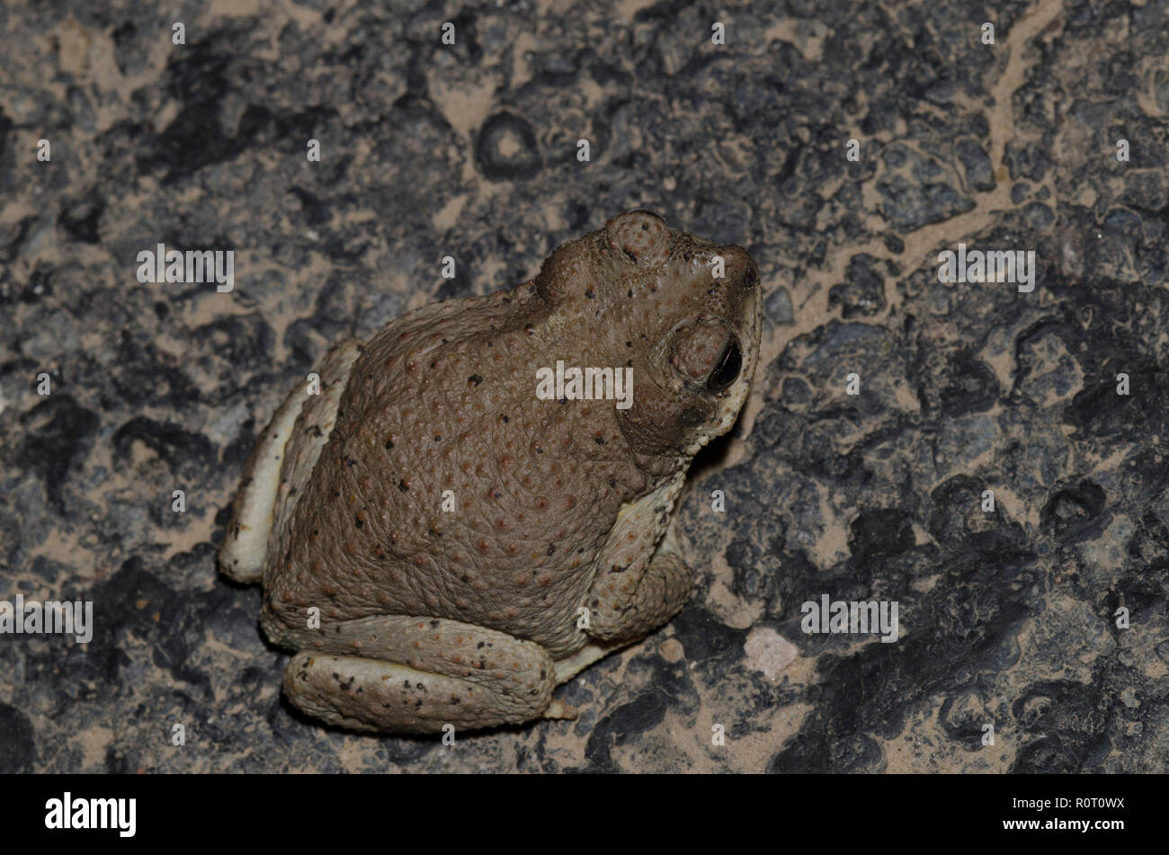 Pezzata di rosso, Toad Bufo punctatus Foto Stock