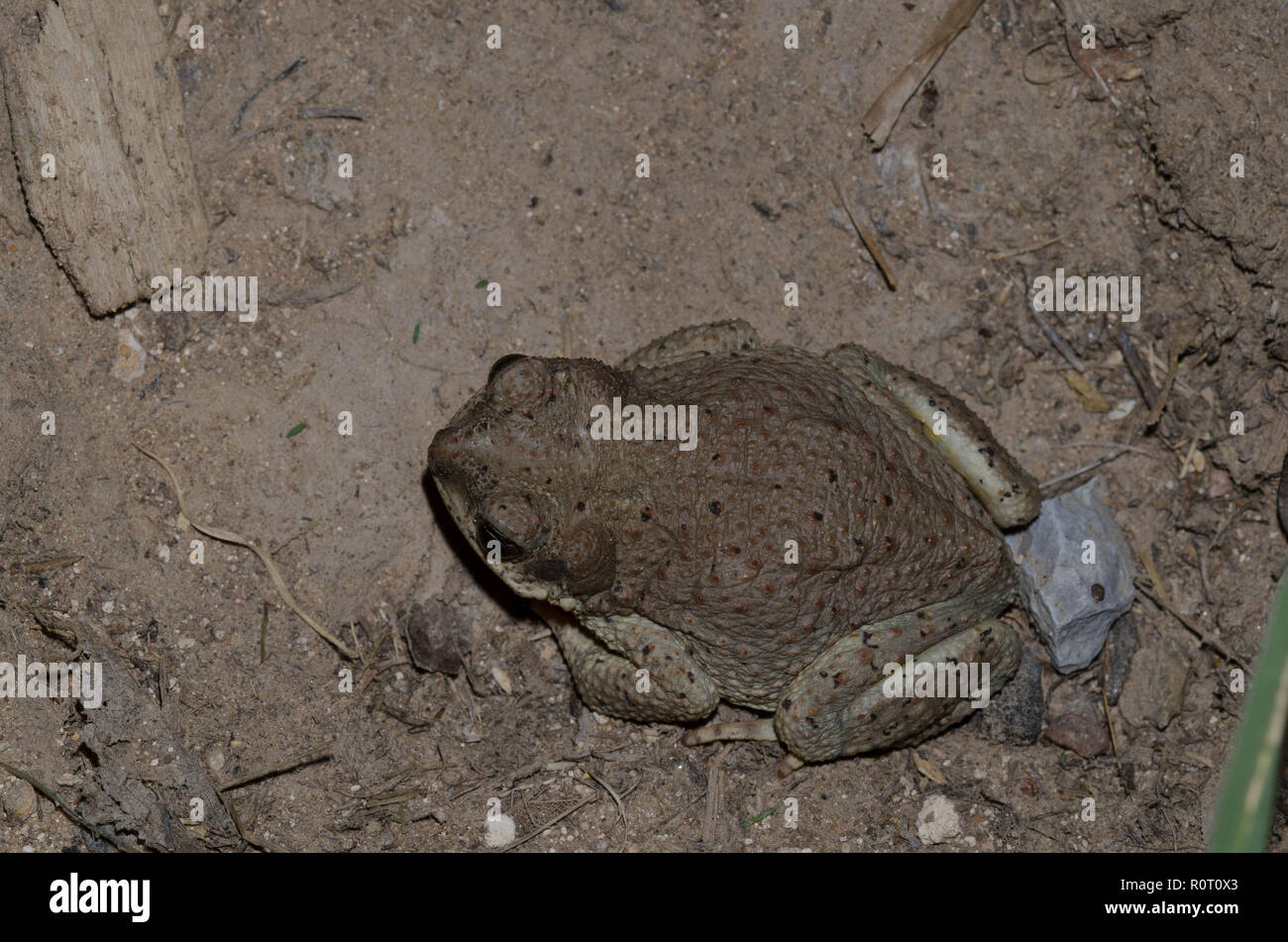 Pezzata di rosso, Toad Bufo punctatus Foto Stock