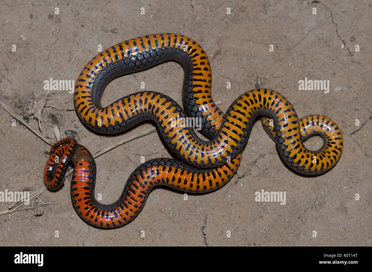 Ringneck Snake, Diadophis punctatus, riproduzione di opossum Foto Stock