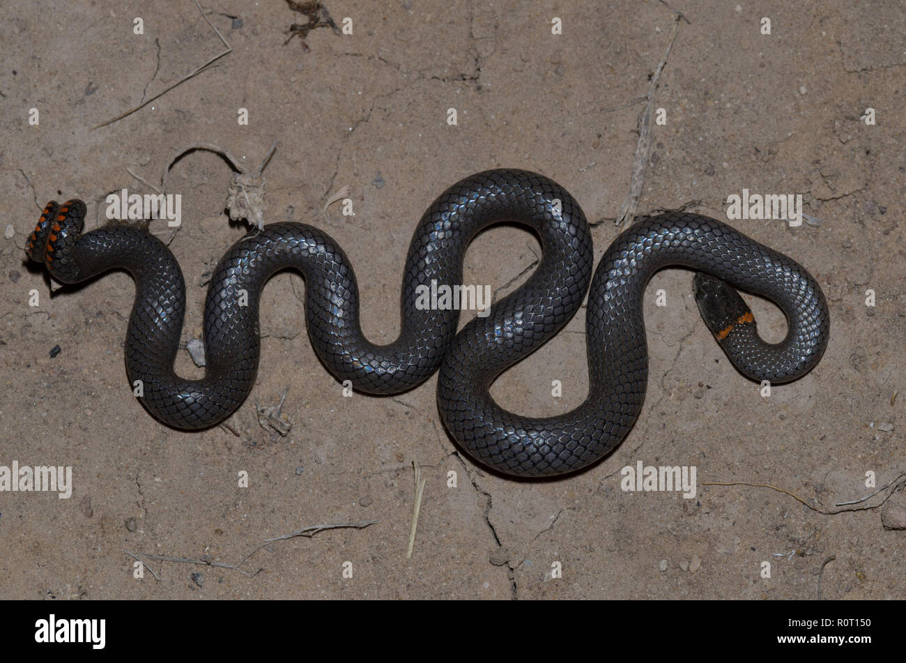 Ringneck Snake, Diadophis punctatus, riproduzione di opossum Foto Stock