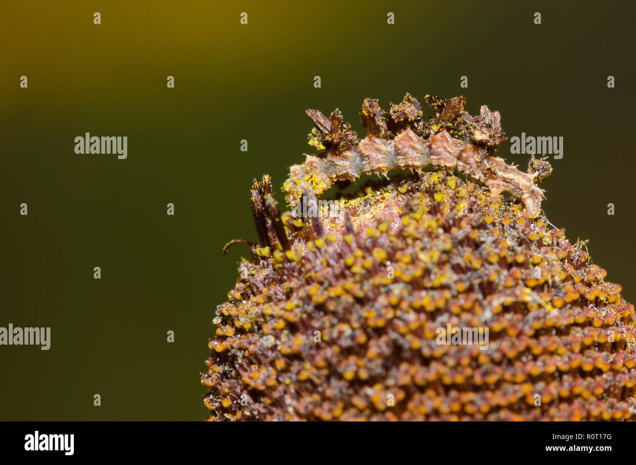 Geometrid Moth, Synchlora sp., larva mimetizzata con fiore di detriti su black-eyed Susan, Rudbeckia hirta Foto Stock