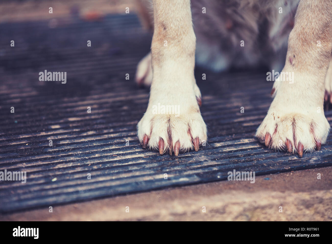 Il Labrador retriever cane seduti all'aperto in cortile. Zampe anteriori del cane Foto Stock