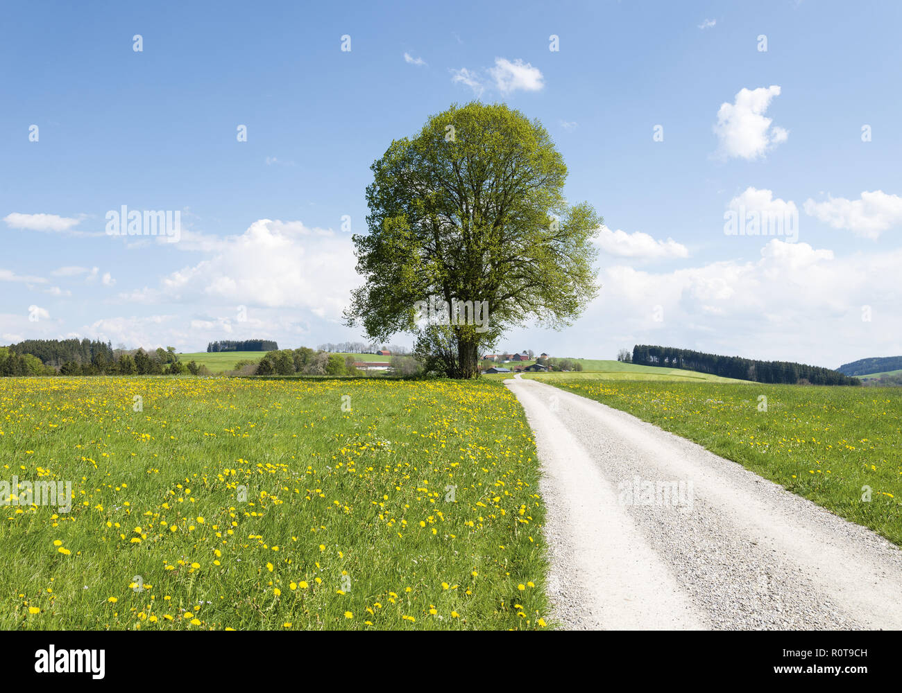 Fruehlingslandschaft mit Laubbaum und Weg Foto Stock