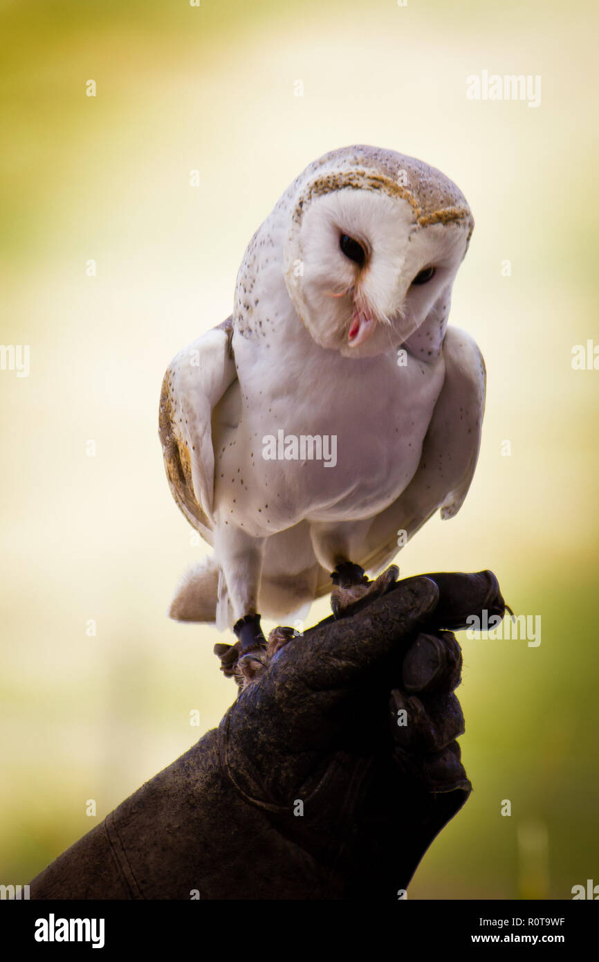 Un piccolo giovane comune Barn Owl (Tyto alba) arroccato sul guanto del trainer, mangiare. Il granaio si trova quasi ovunque nel mondo. Foto Stock