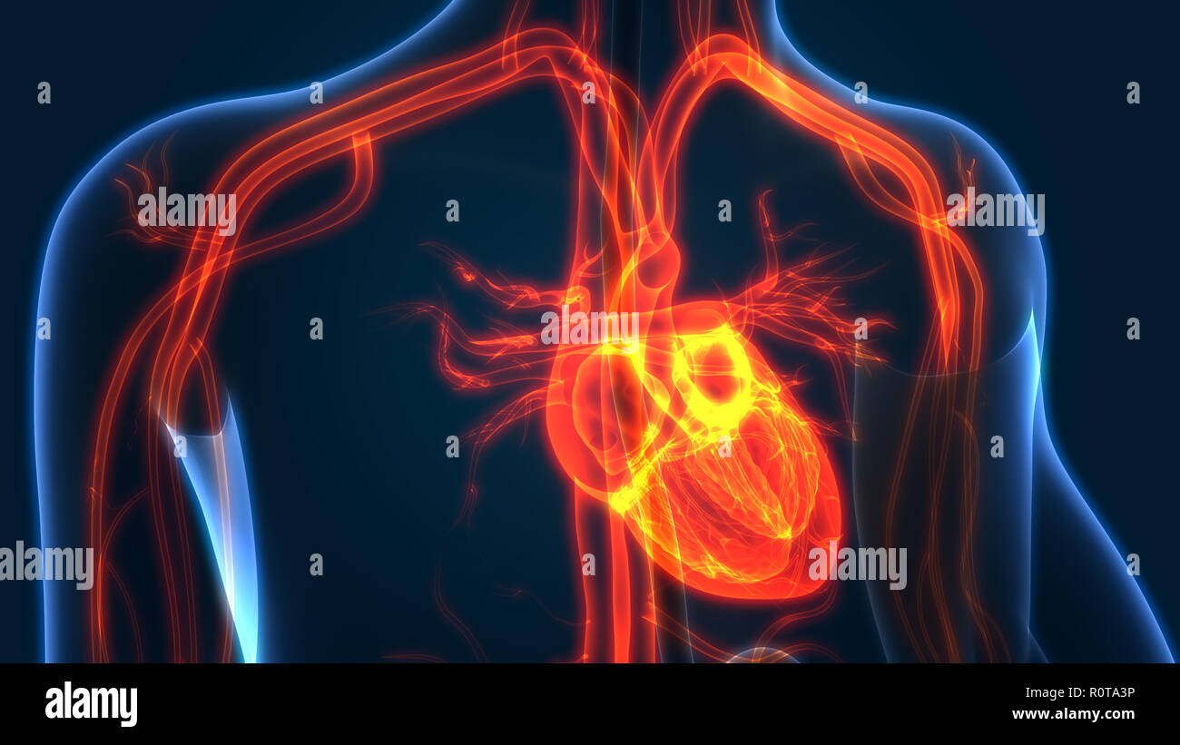 Umano Sistema circolatorio anatomia Foto Stock
