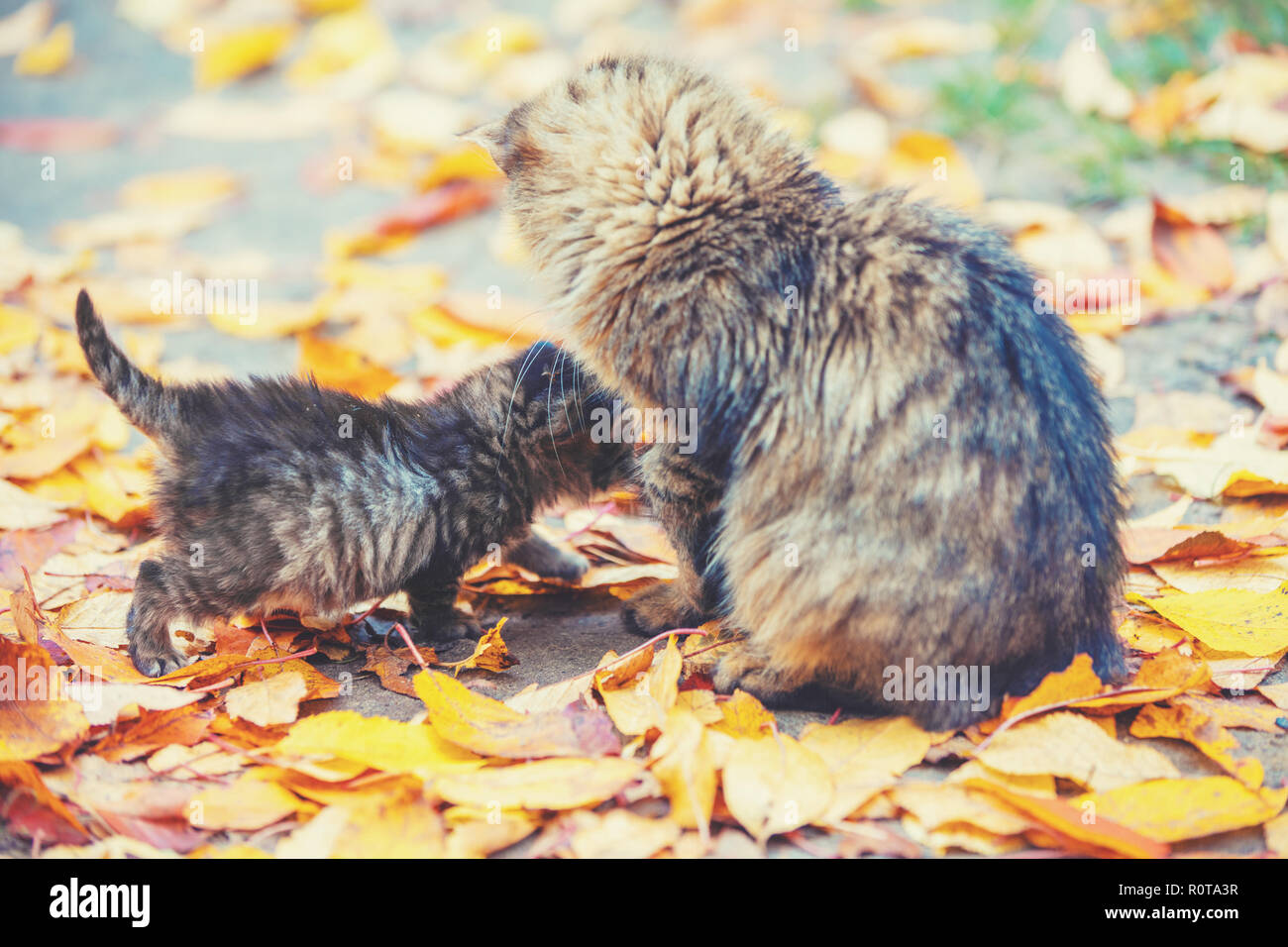 Madre gatto con piccolo gattino passeggiate sulle foglie cadute nel giardino d'autunno Foto Stock