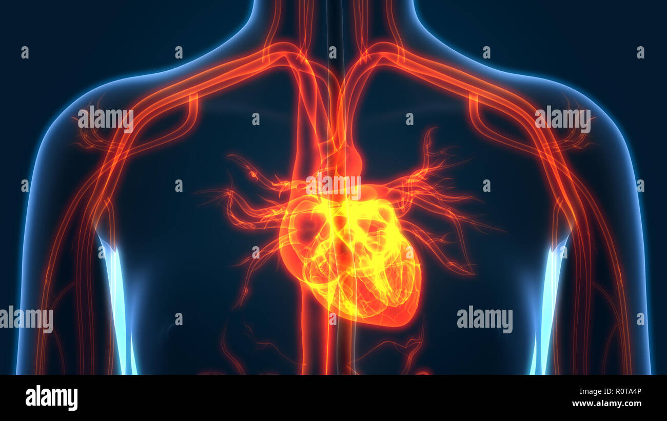 Umano Sistema circolatorio anatomia Foto Stock