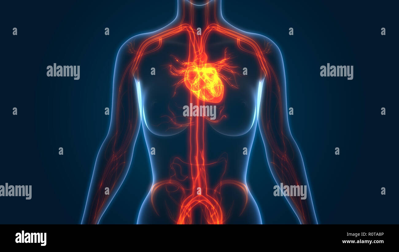 Umano Sistema circolatorio anatomia Foto Stock