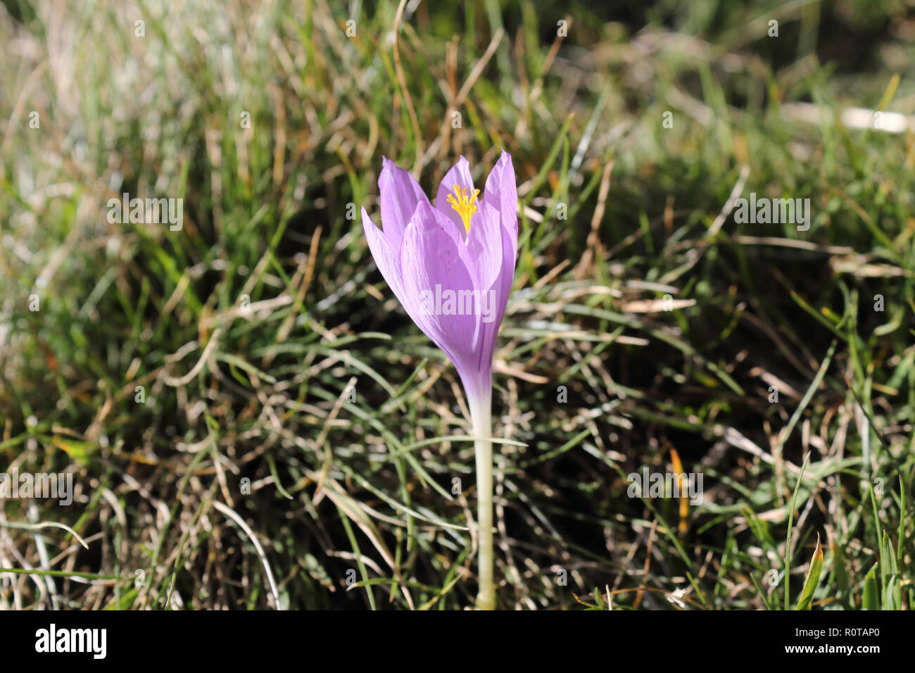 Viola e lilla fiore Crocus con tipici giallo pistillo, durante una soleggiata in autunno nel verde di alta montagna di Panticosa, Pirenei aragonesi, Spagna Foto Stock