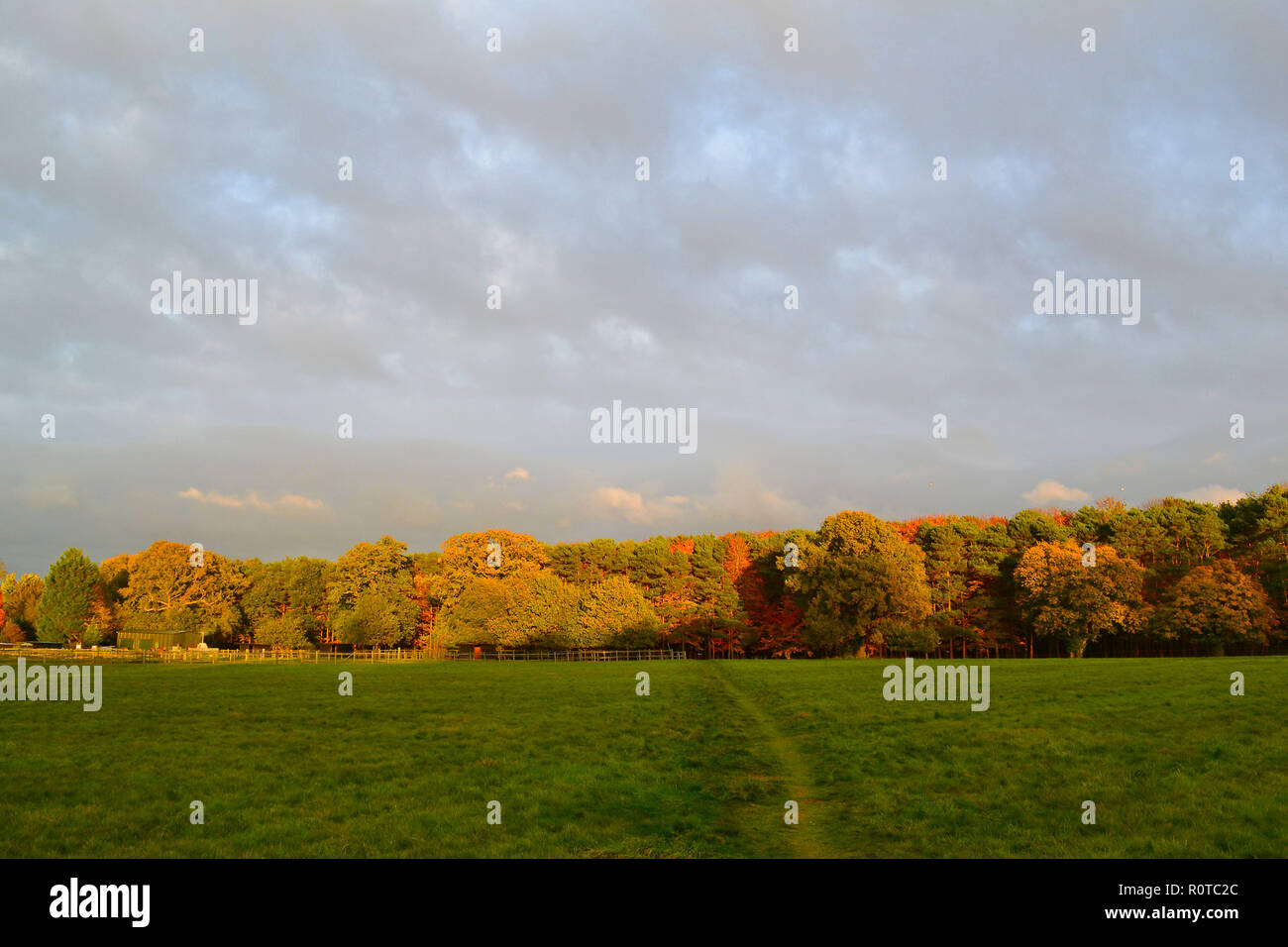 Linea di alberi in autunno, vicino downe, Kent, Inghilterra. Novembre 2018. Nel tardo pomeriggio la luce del sole i colori autunnali Foto Stock