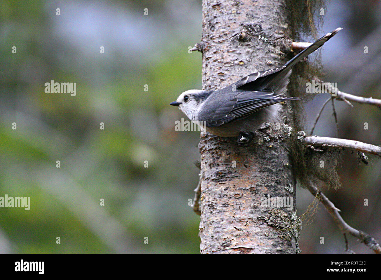 GRAY JAY, perisoreus canadensis, uccelli del Nord America, Foto Stock