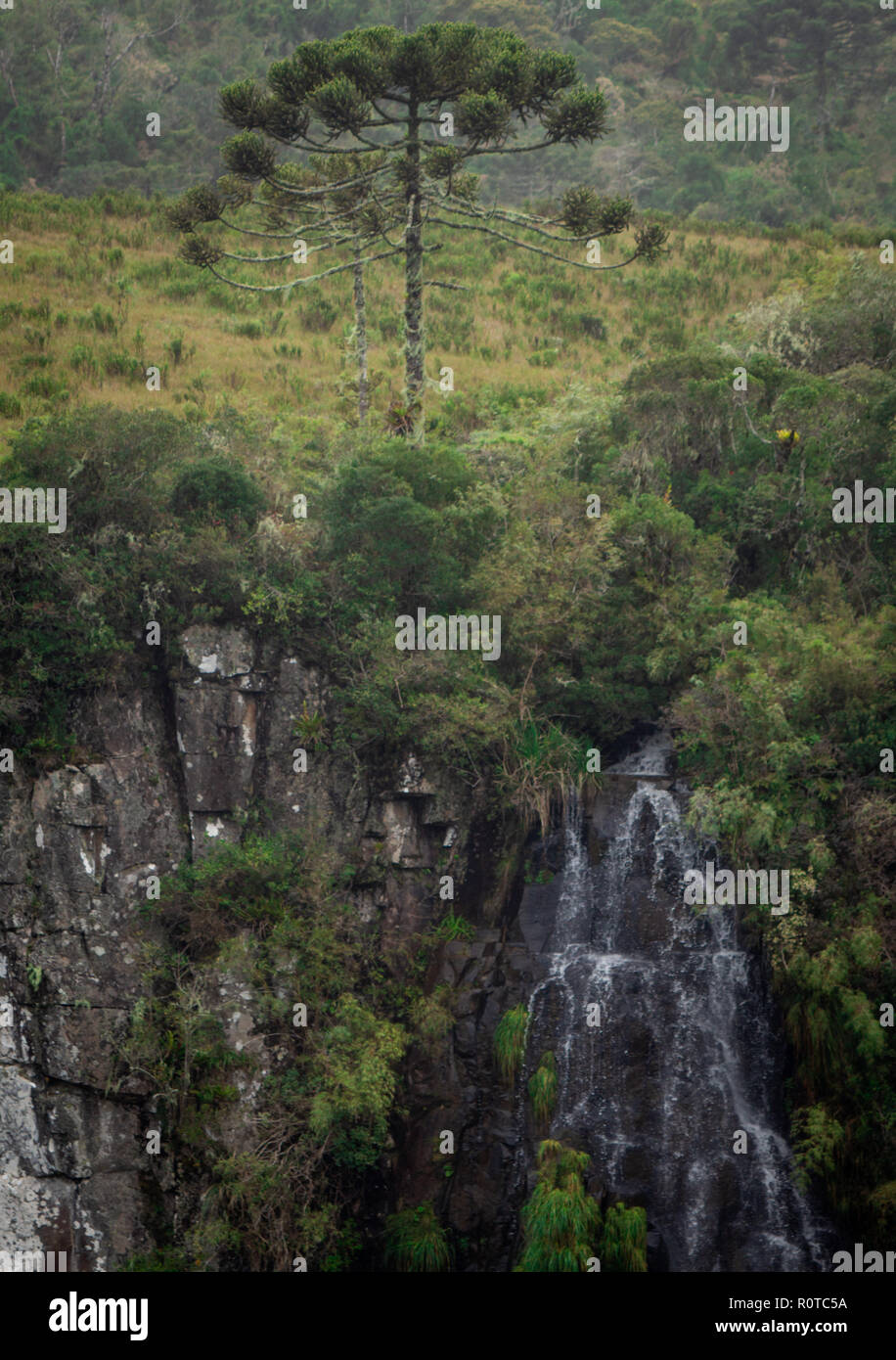 Araucaria pino con una cascata al di sotto di essa e i campi verdi Foto Stock