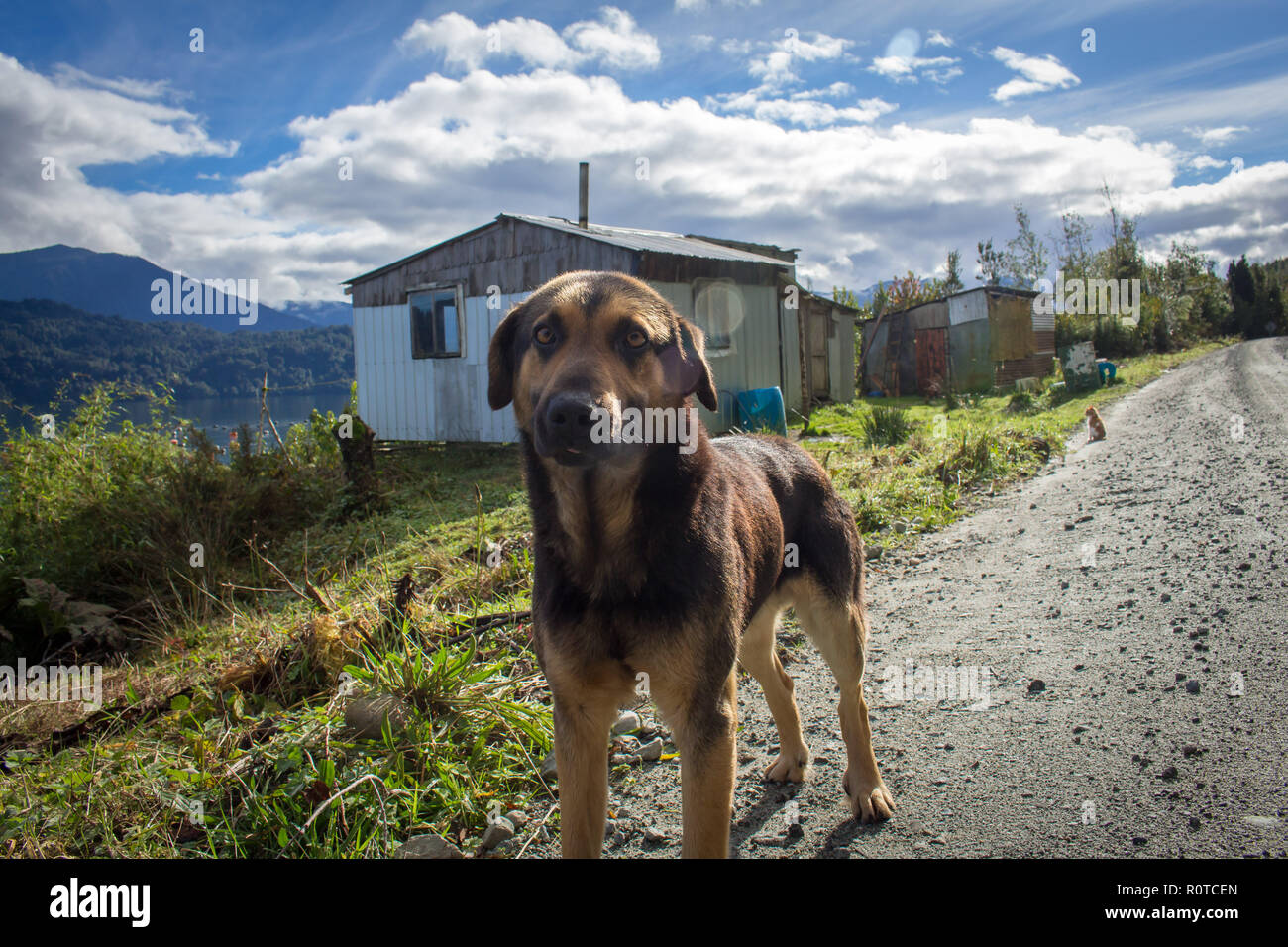 Mutt cane nella parte anteriore di un umile casa lungo una strada sterrata che parte del percorso australe vicino a Hornopiren, Aysen, Cile, Patagonia Foto Stock