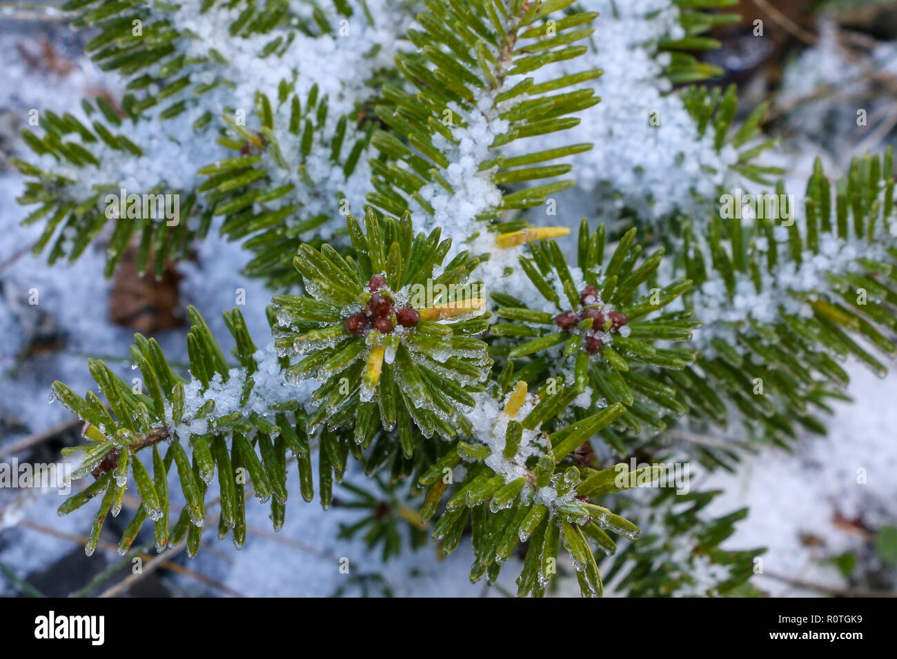 Foglie di albero coperto di neve a Mont - Megantic National Park in Québec - Canada Foto Stock