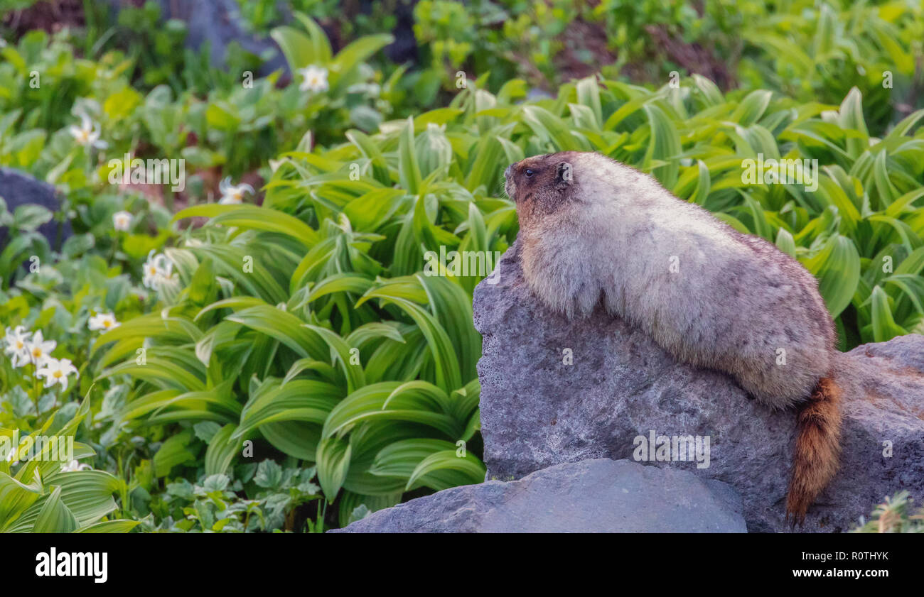 La marmotta di relax al sole su Mt Rainier National Park Foto Stock