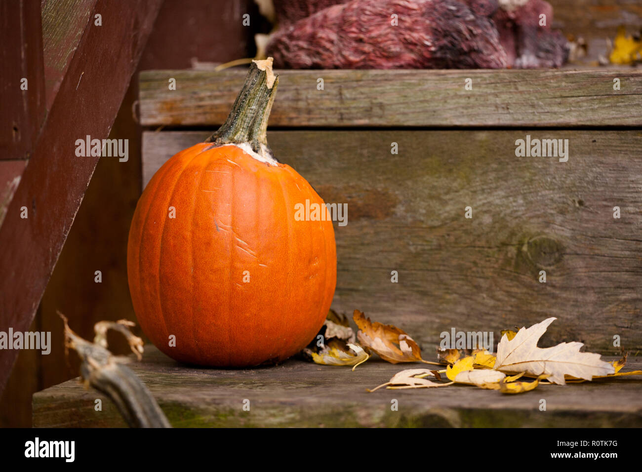 Stagionale marrone e arancione portico passi Zucca di Halloween scena Foto Stock