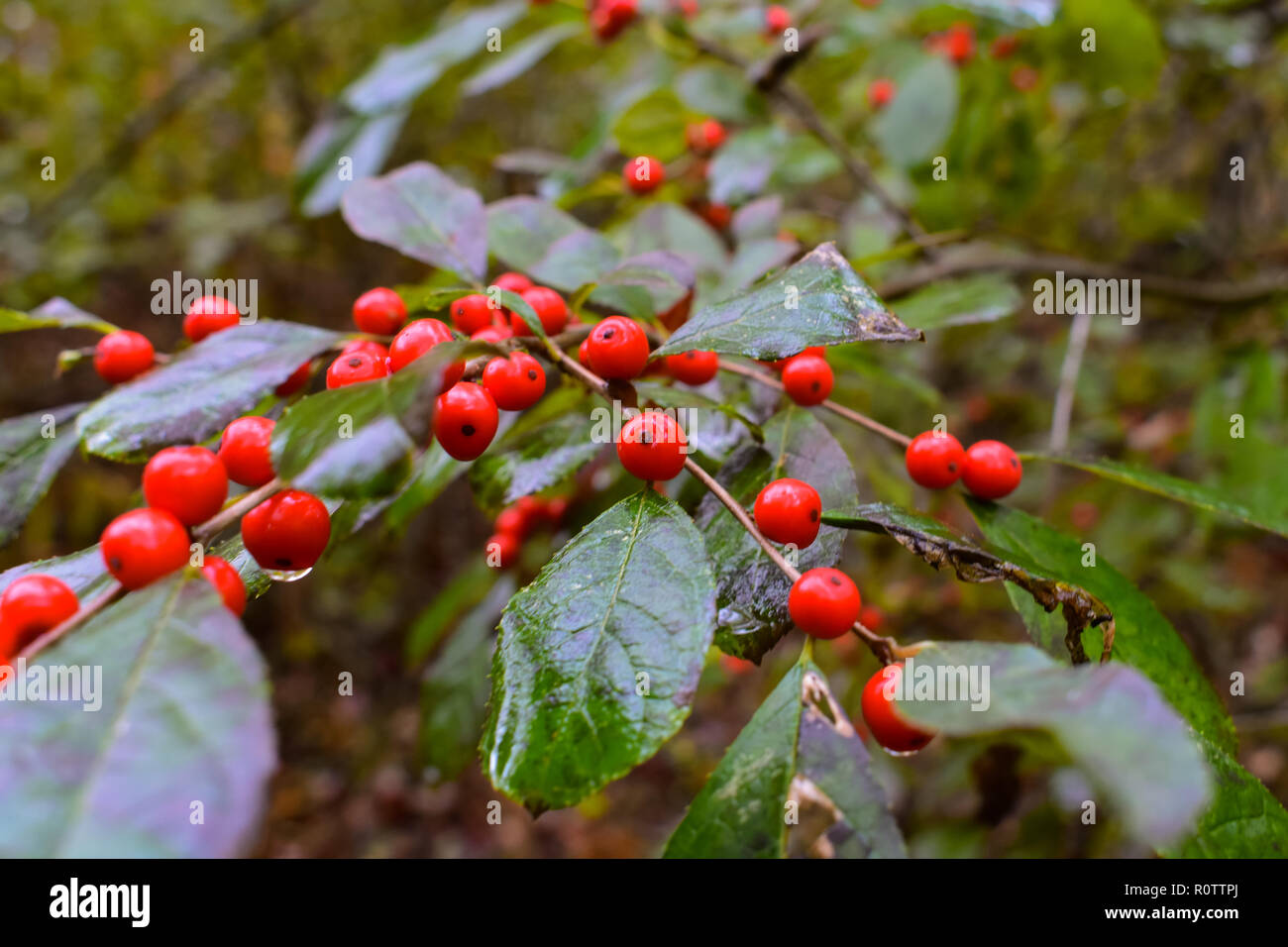 Berry Bush in Huron Centro Natura. Ho trovato questi in autunno, e ho fatto questa foto dopo una leggera pioggia tempesta. Questa è una zona umida con una palude e sentieri Foto Stock