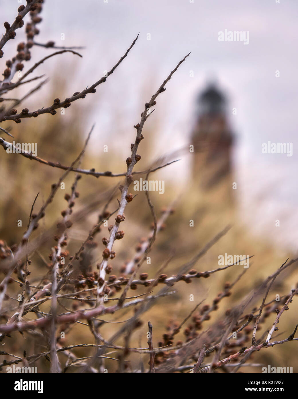 Arbusti con faro in background nei pressi di Prerow, Fischland-Darss-Zingst Foto Stock