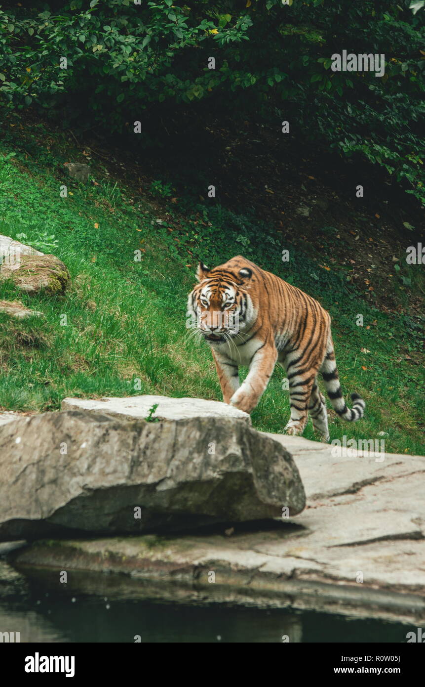 Il Bengala tigre a strisce in un zoo Foto Stock