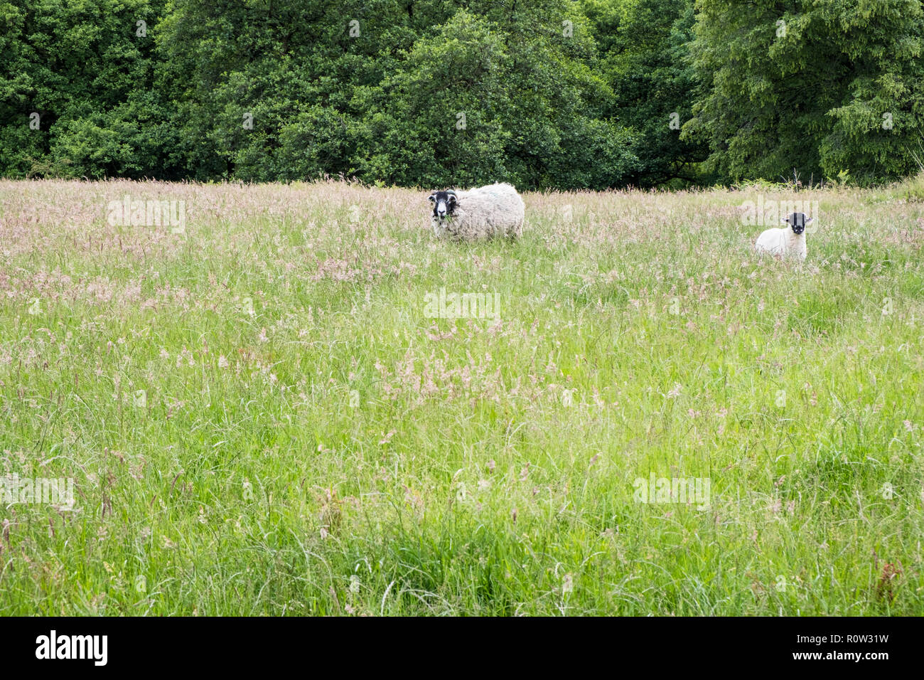 Pecore e di agnello in un campo di erba lunga, Derbyshire, England, Regno Unito Foto Stock
