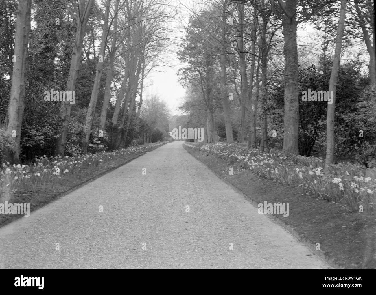 Viale alberato, c1935. Creatore: Kirk & Figli di Cowes. Foto Stock