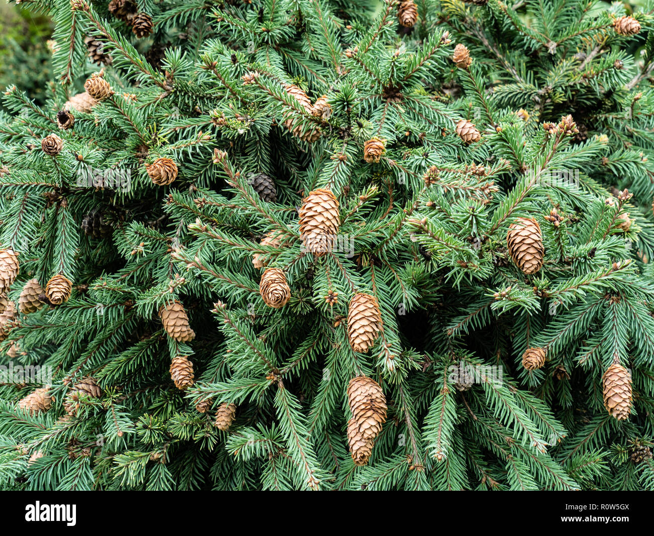 Poggio Dell'Aquila Rosso Di Montalcino España - Foto 7