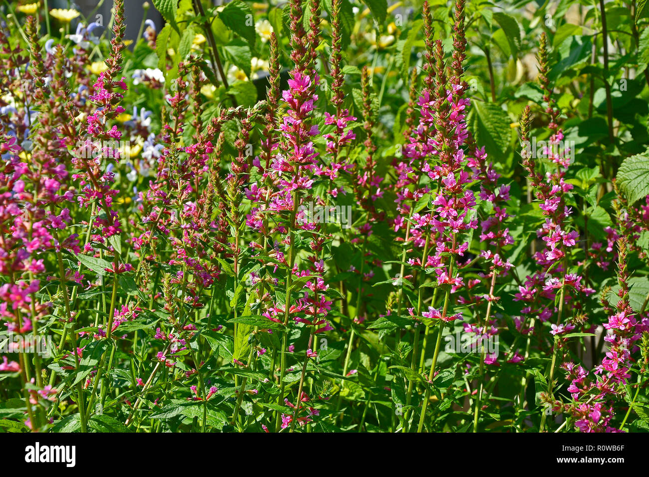 In prossimità di un confine di fiori in un giardino cottage con Lythrum salicaria "Robert' Foto Stock